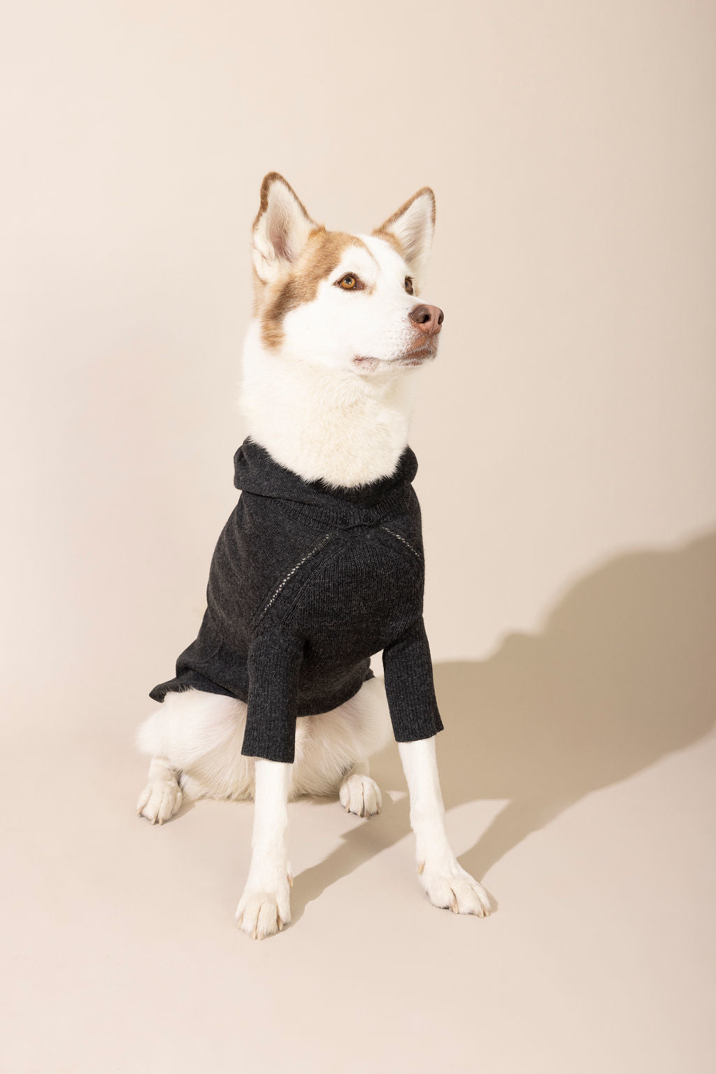 black dog sweater Baby Alpaca Hooded Knit Dog Sweater