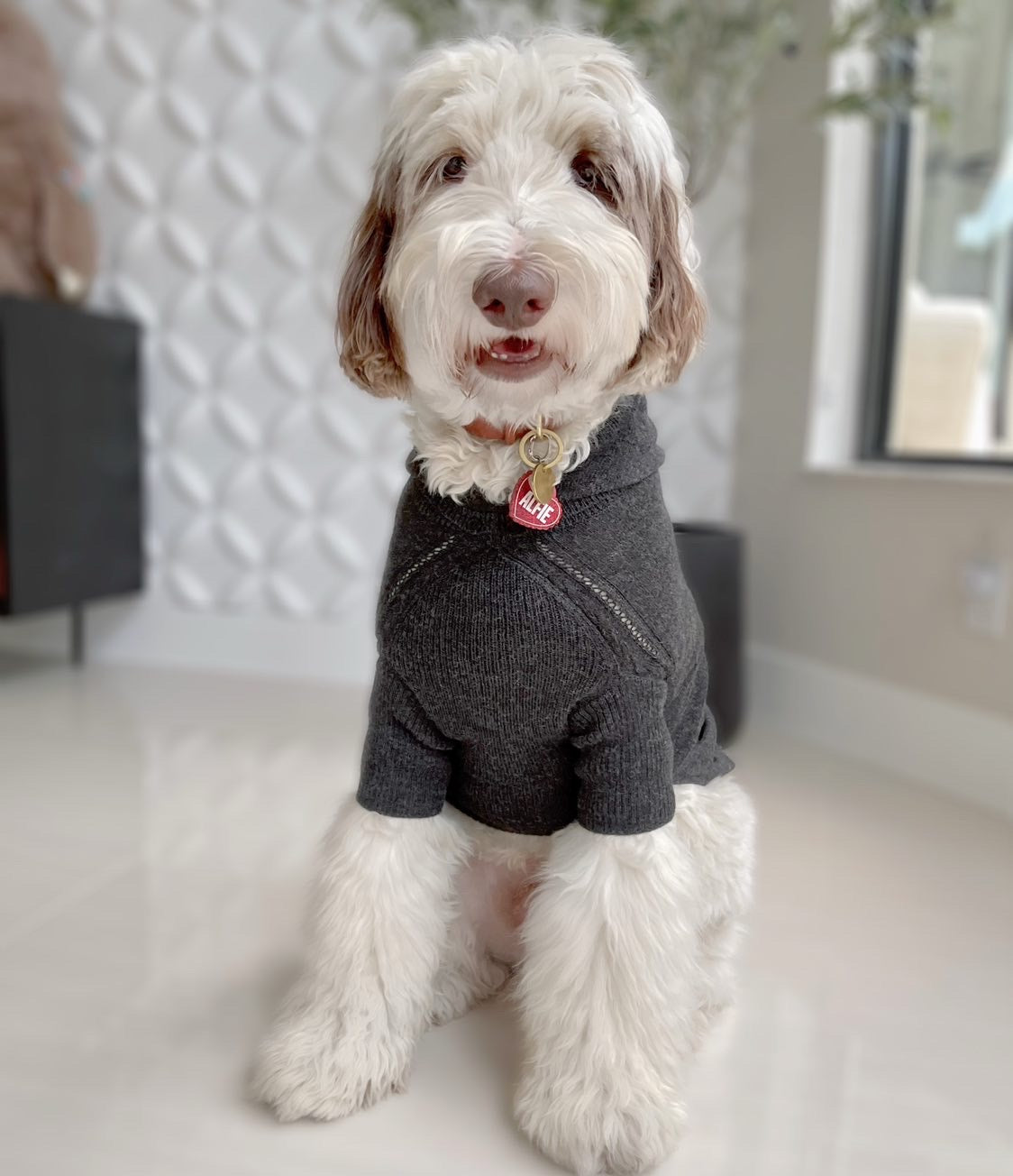 Alfie dog wearing the baby alpaca hooded knit sweater in dark grey