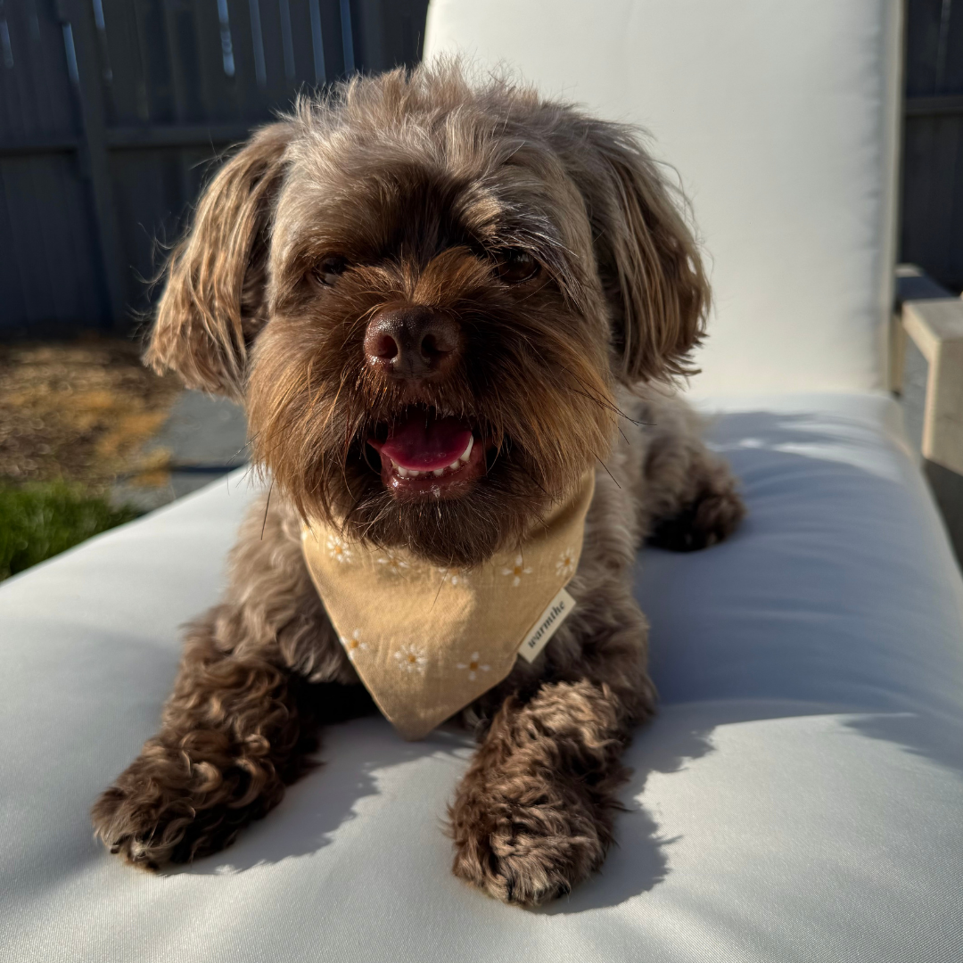 Honey Daisy: Honey Daisy cotton dog bandana with embroidered daisy stitching, tied and laid flat, handmade by warmthe