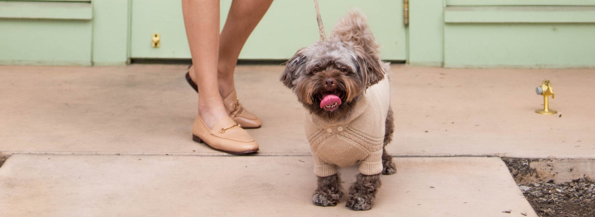 Woman walking a small dog in a brown alpaca sweater on a leash in front of a green door.

