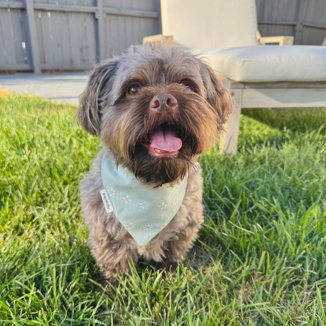 Sage Daisy: Sage Daisy cotton dog bandana with embroidered daisy stitching, tied and laid flat, handmade by warmthe