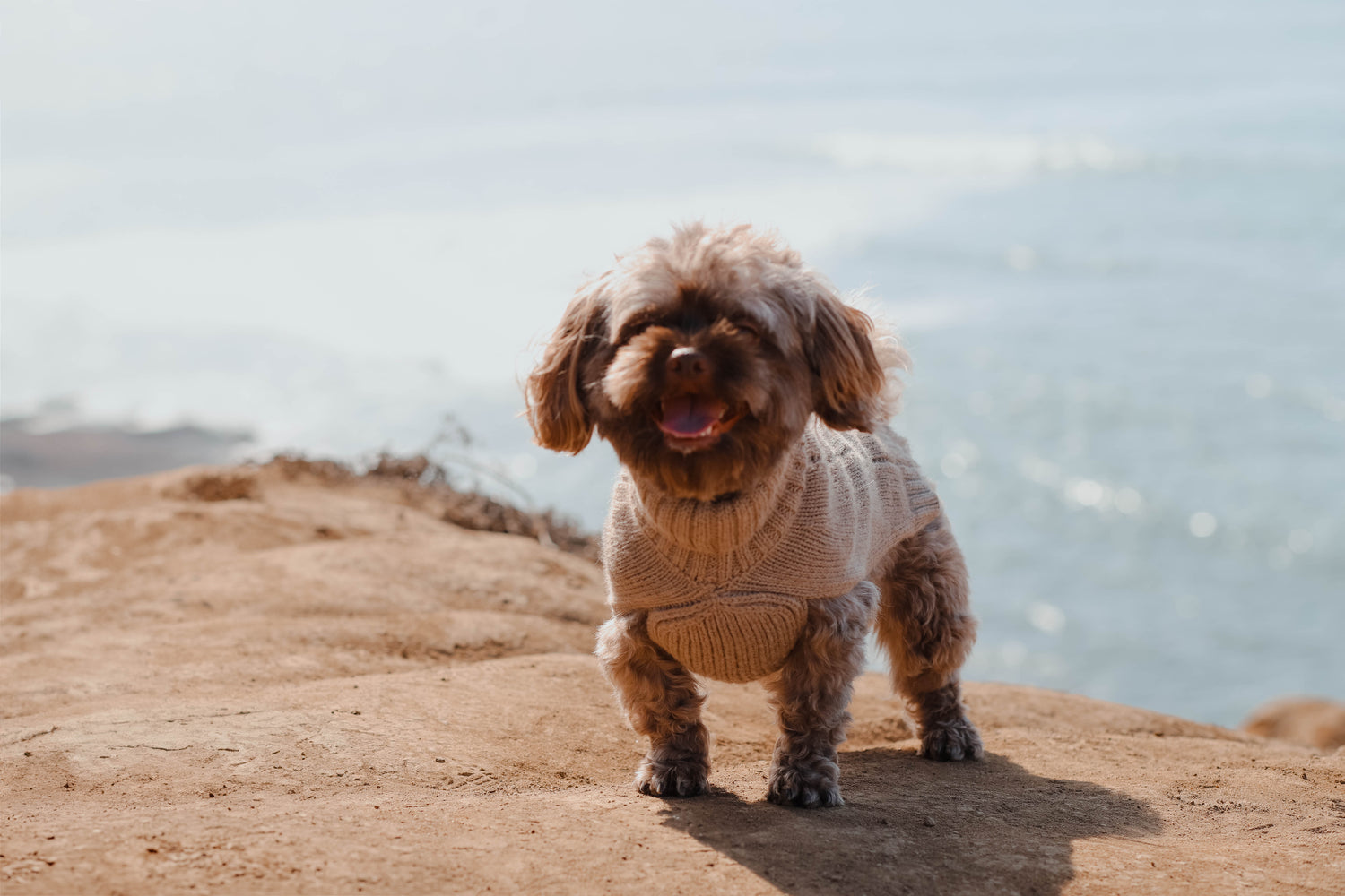 warmthe cable knit sweater in brown. Dog wearing sweater, sweater weather for dogs, fall sweaters for small dogs and large dogs