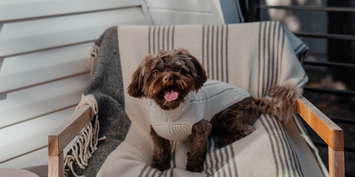 Dog wearing a sweater sitting on a striped chair with a blanket, eco-friendly dog sweater, alpaca dog sweater, dog sweater natural fibers, cashmere dog sweater