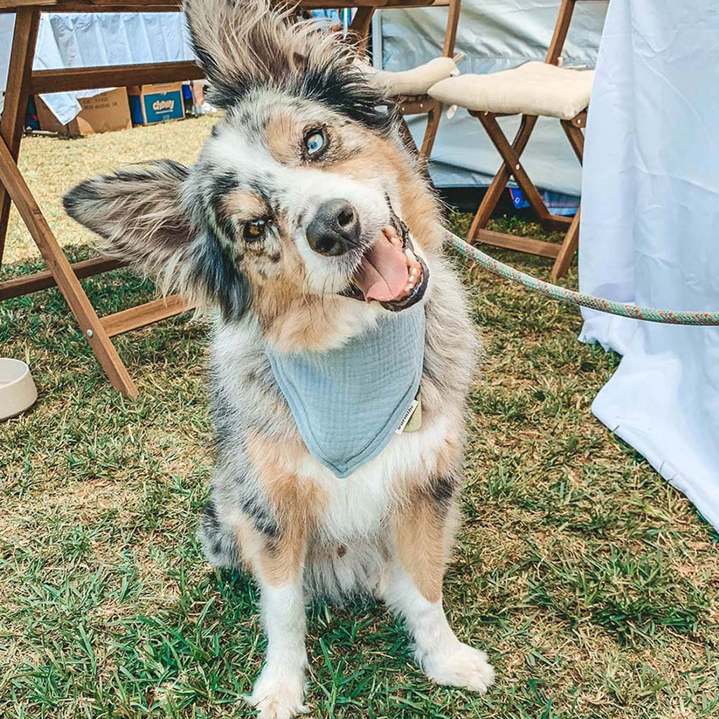 Bandana for dog, dog with bandana, bandana on dog, dog bandanas, bandana for dogs, bandanas, pet bandana, dog bandanas near me, pets, dog bandana, dog accessories, puppy accessories, puppy bandanas, luxury dog accessories,designer dog accessories, pet bandana, luxury pet accessories, cute dog bandanas, best dog bandanas